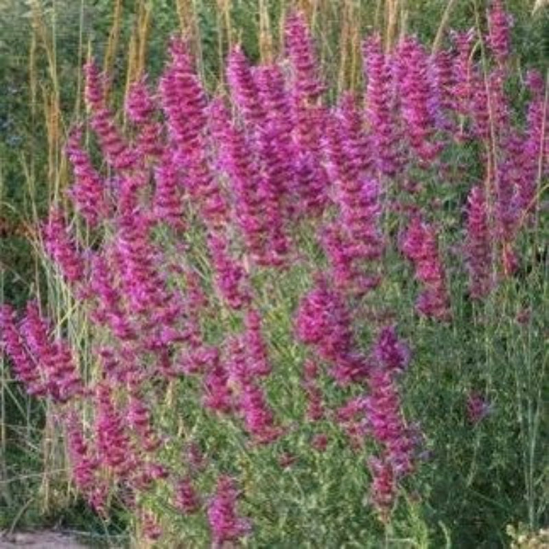 Agastache 'Tutti Frutti'