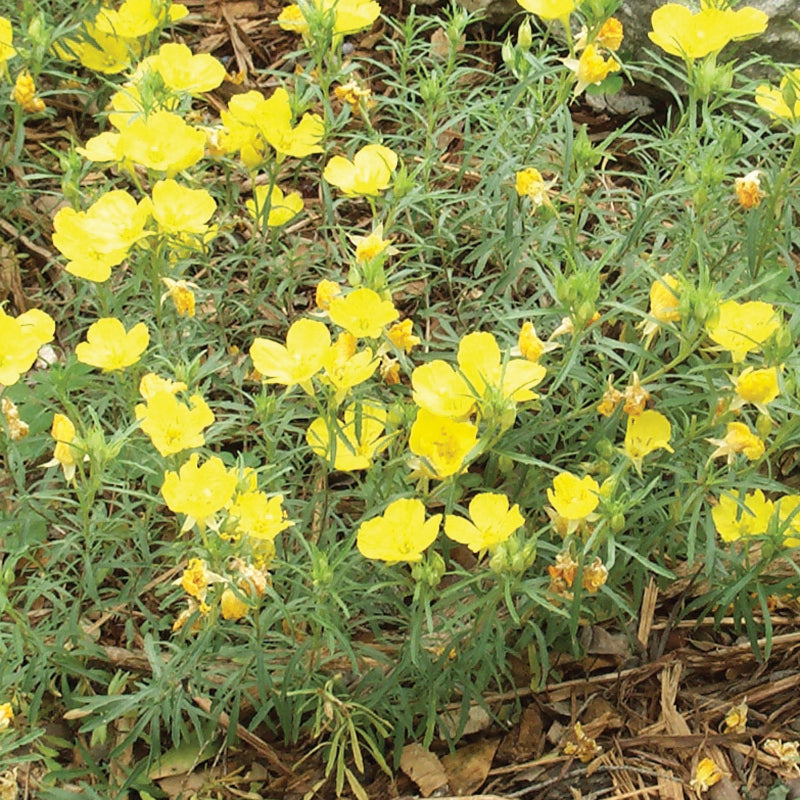 Calylophus Compact