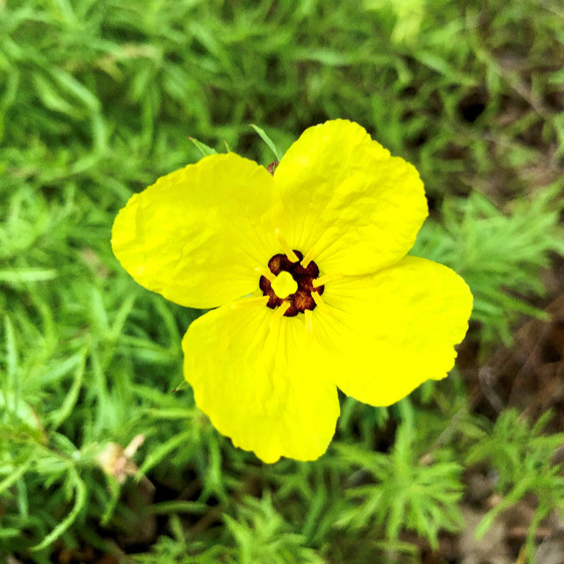 Calylophus Compact