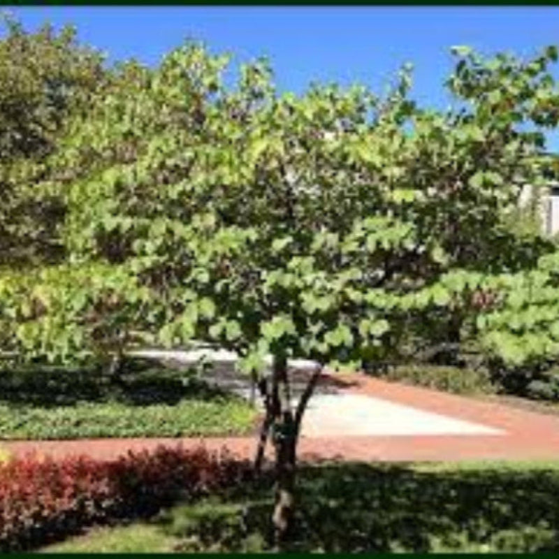 Texas Redbud