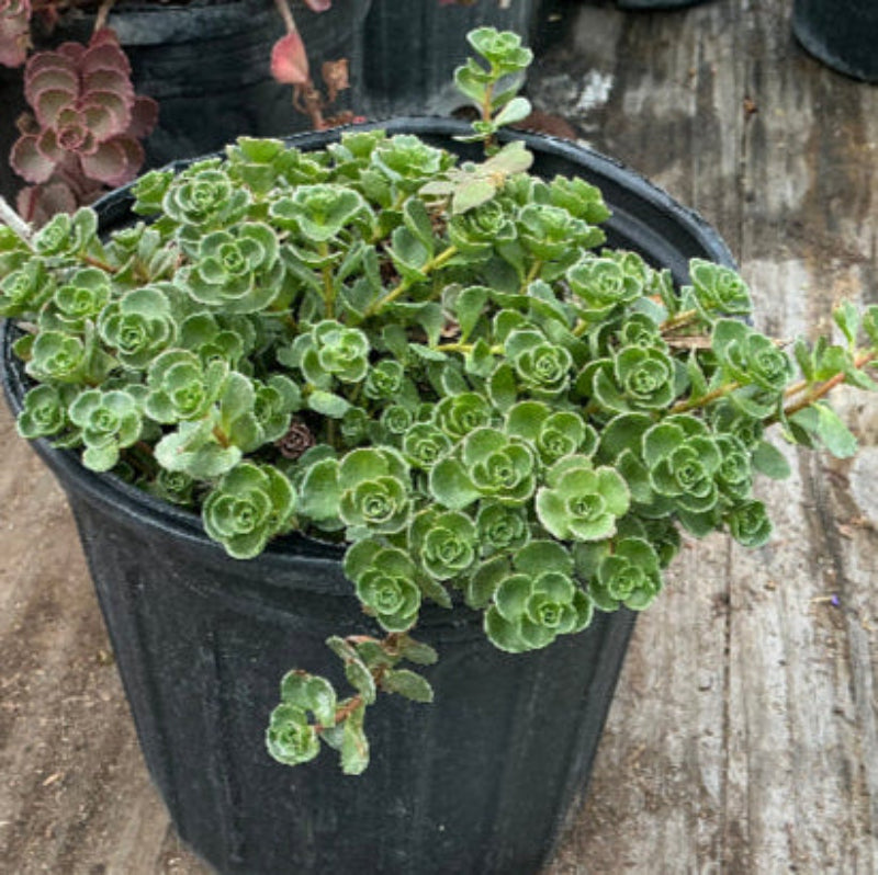 John Creech Stonecrop