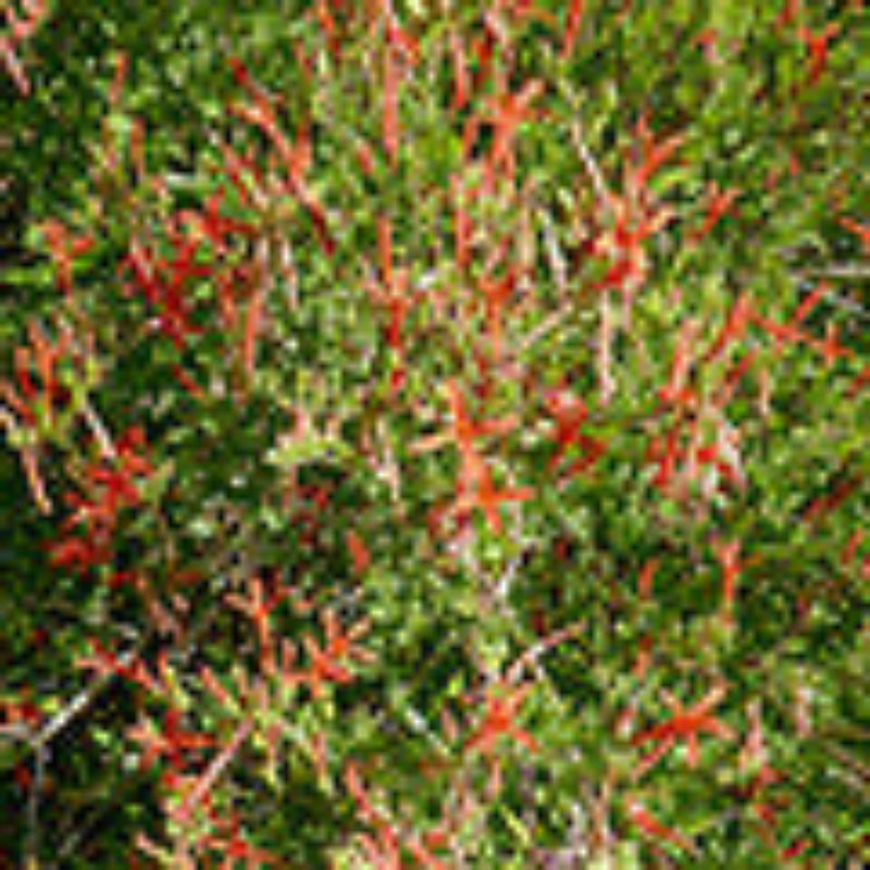 Flame Acanthus