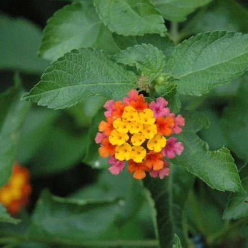 Confetti Lantana