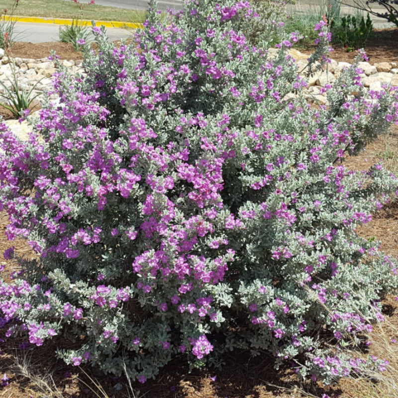 Compact Texas Sage