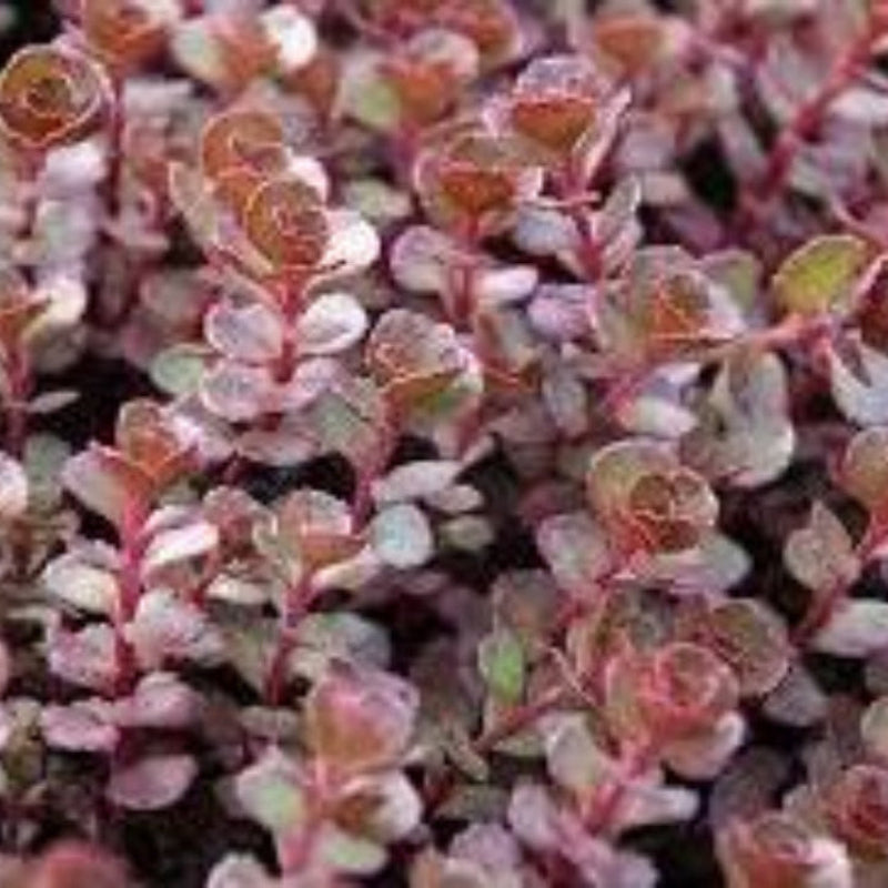 Red Carpet Sedum