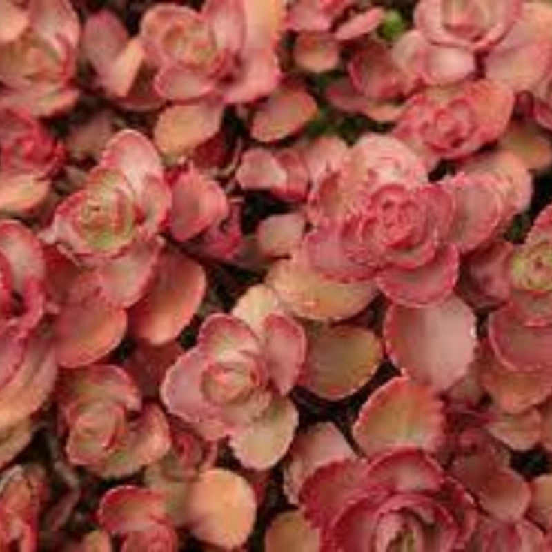Red Carpet Sedum