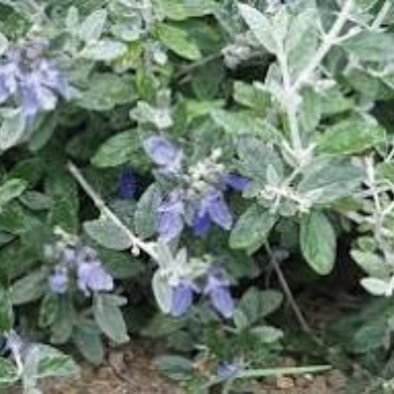 Silver Bush Germander