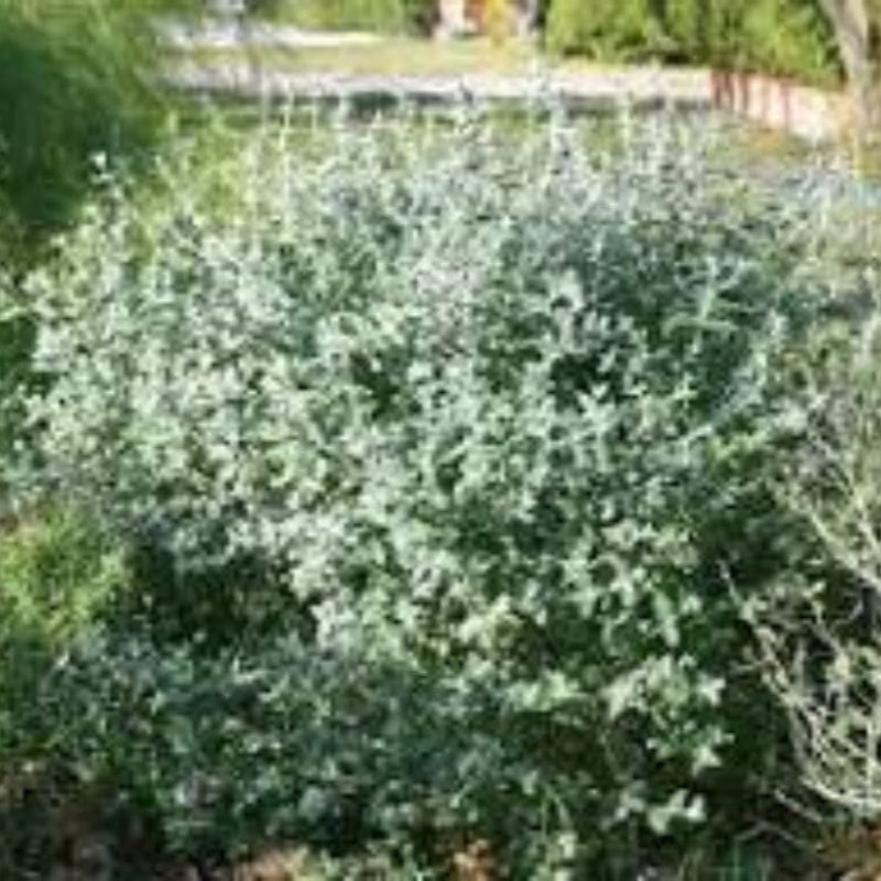 Silver Bush Germander