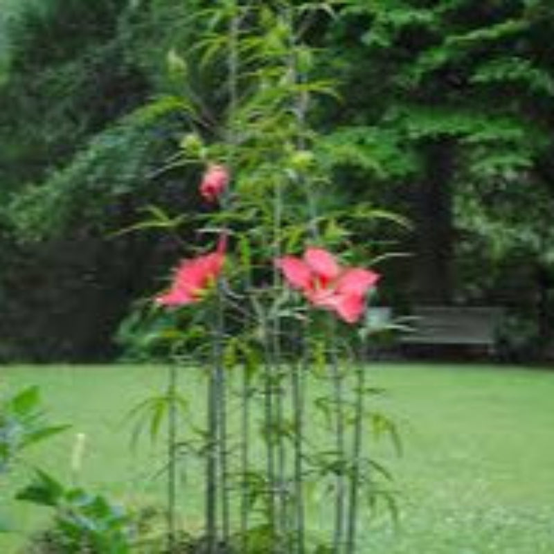 Texas Star Hibiscus