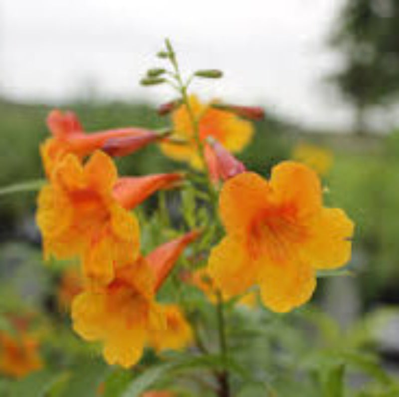Yellow Bells 'Sangria'