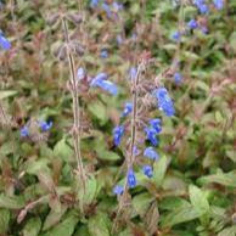 Bicolor Salvia