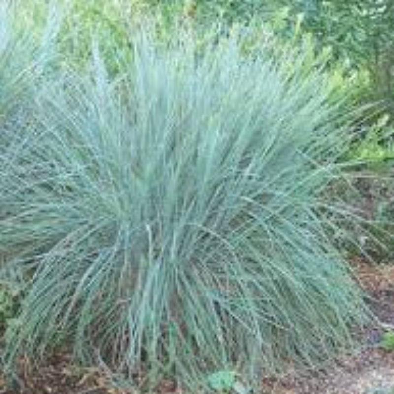 Little Bluestem