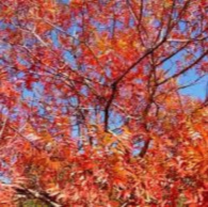 Prairie Flame Leaf Sumac