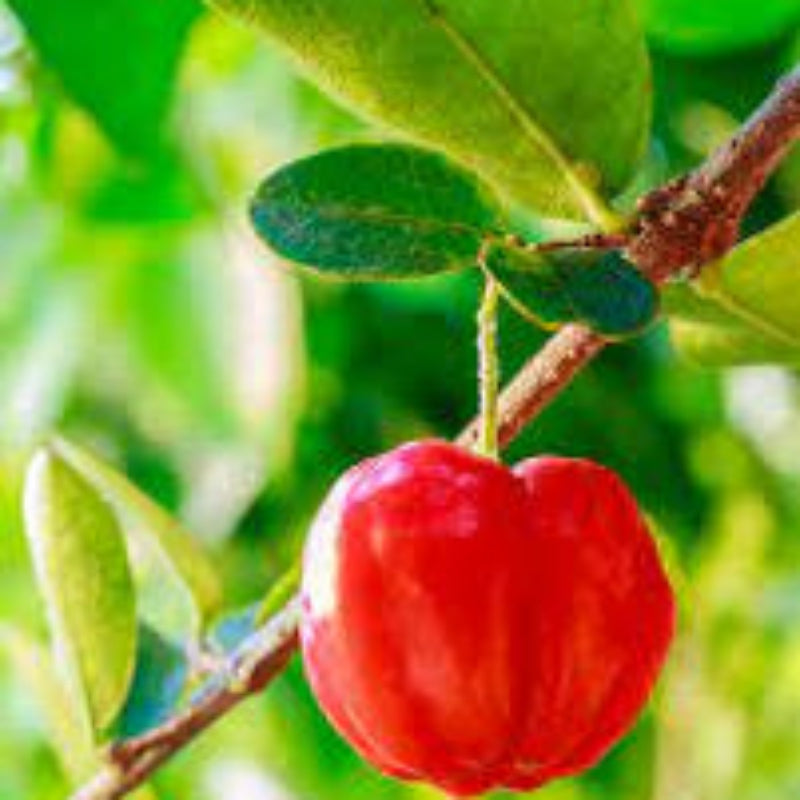 Dwarf Barbados Cherry