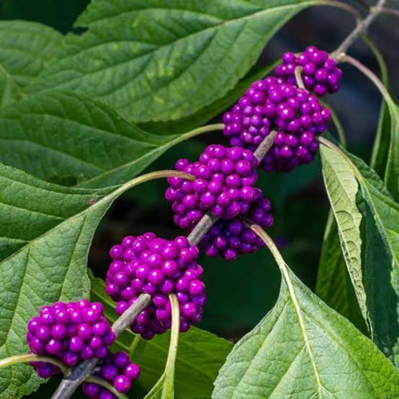 American Beauty Berry