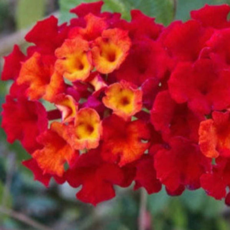 Lantana 'Dallas Red'