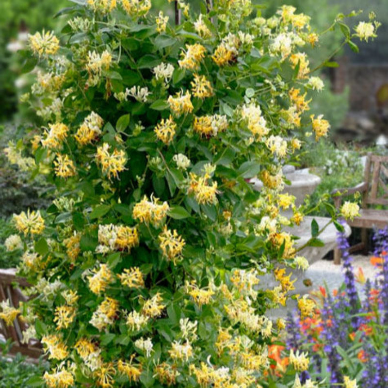 Yellow Honeysuckle