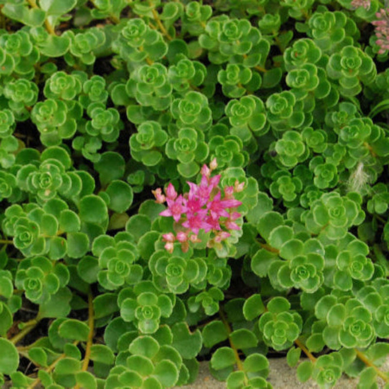 John Creech Stonecrop