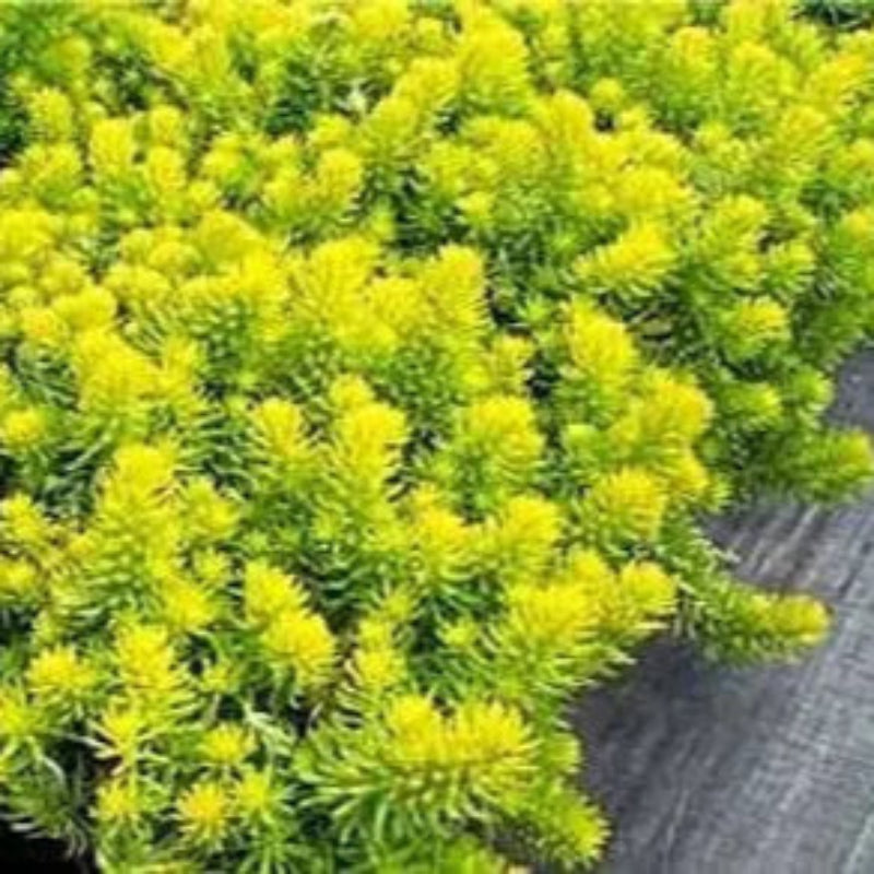 Angelina Sedum