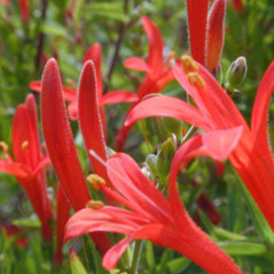 Flame Acanthus