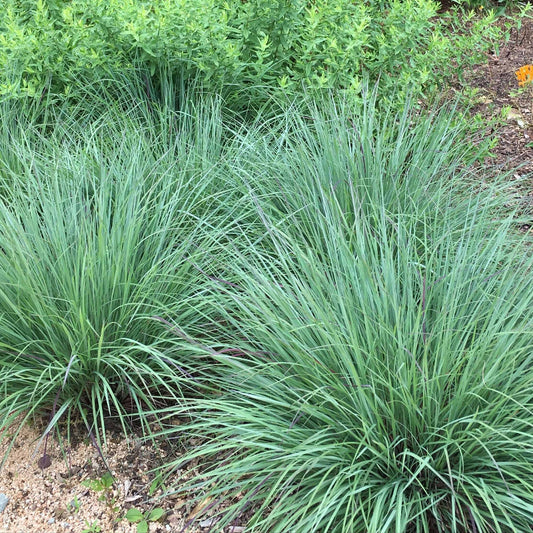 Little Bluestem