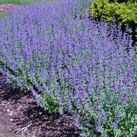 Catmint 'Walker's Low'
