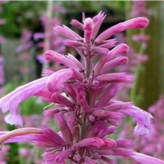 Agastache 'Tutti Frutti'
