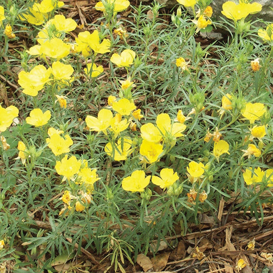 Calylophus Compact