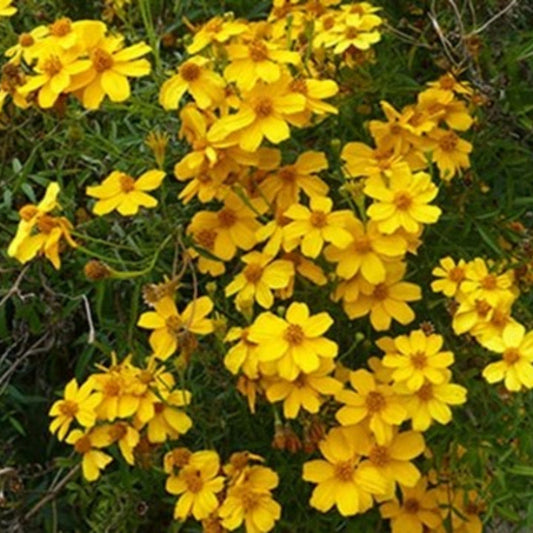 Copper Canyon Daisy