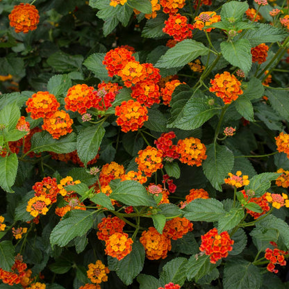 Lantana 'Dallas Red'