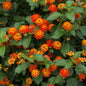 Lantana 'Dallas Red'