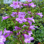 Brazos Penstemon