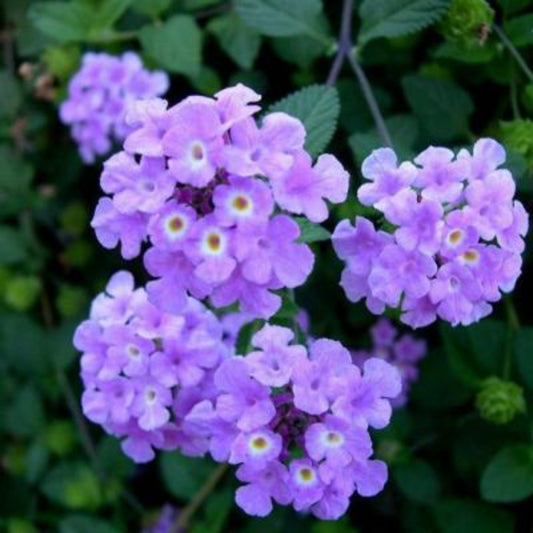 Lantana 'Purple Trailing'