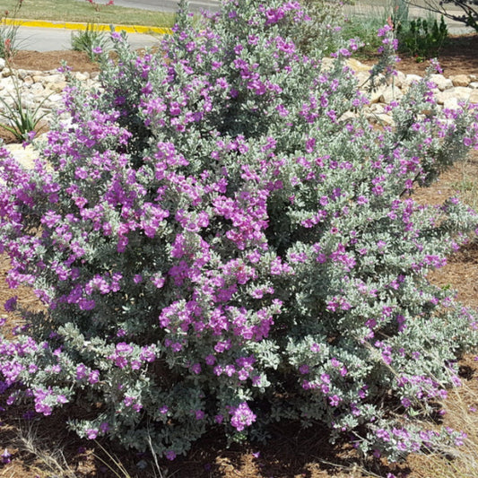 Compact Texas Sage