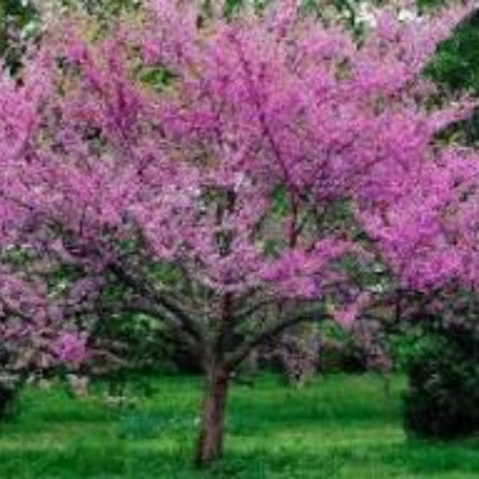 Texas Redbud