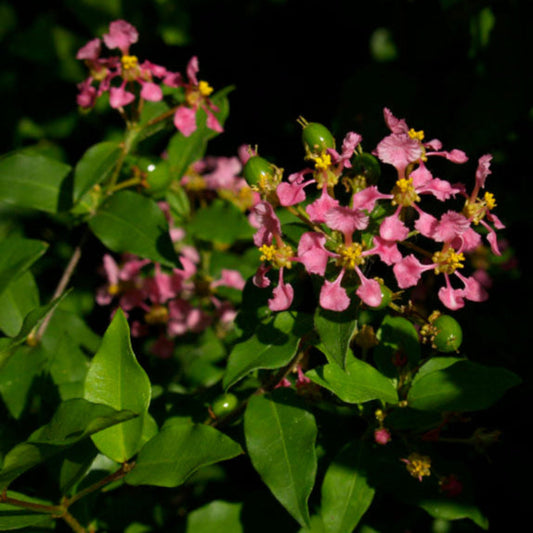 Dwarf Barbados Cherry