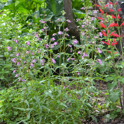 Brazos Penstemon
