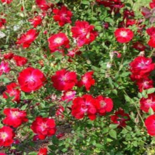 Martha Gonzales Rose