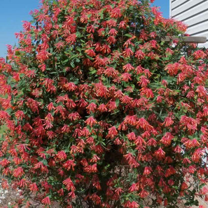 Coral Honeysuckle
