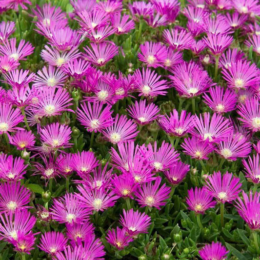 Hardy Pink Ice Plant