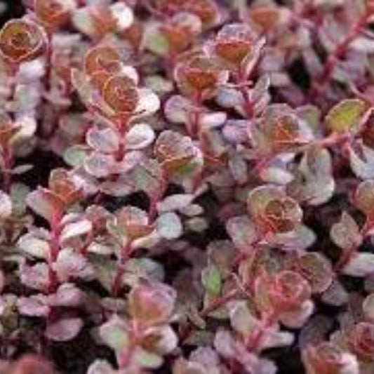 Red Carpet Sedum