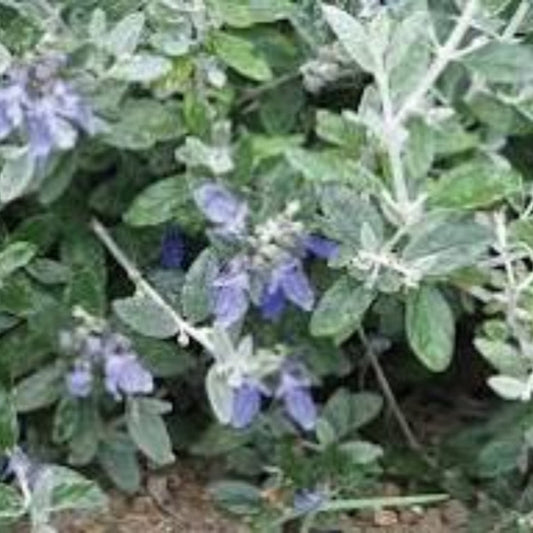 Silver Bush Germander