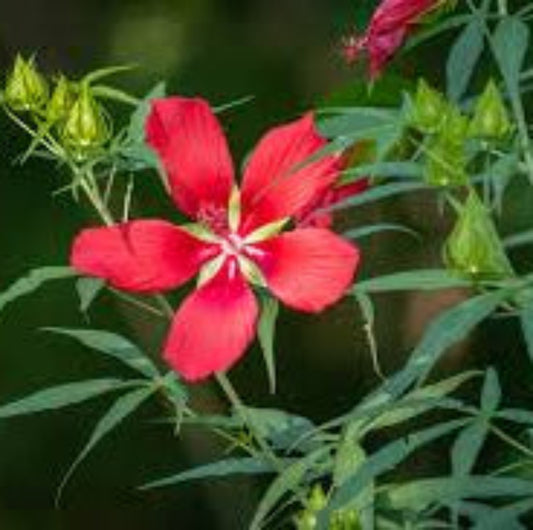 Texas Star Hibiscus