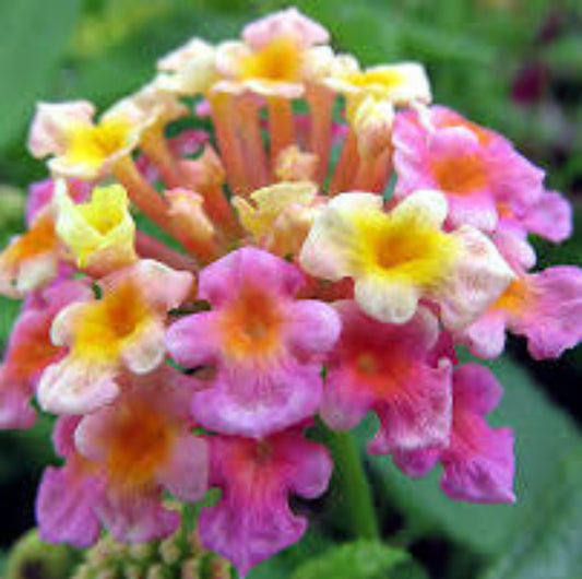 Confetti Lantana