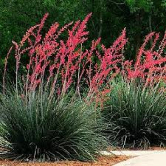 Red Yucca