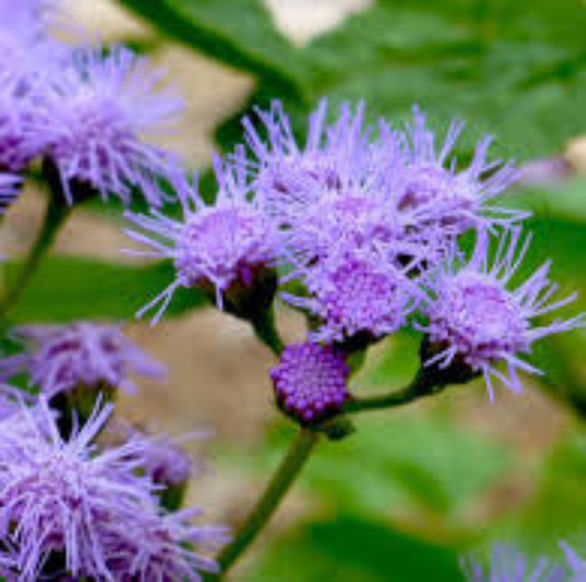 Gregg's Mistflower