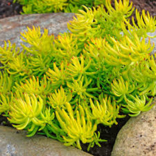 Angelina Sedum