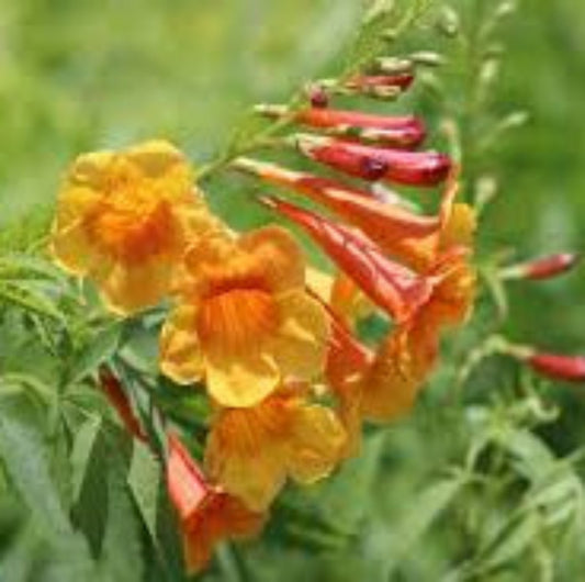 Yellow Bells 'Sangria'