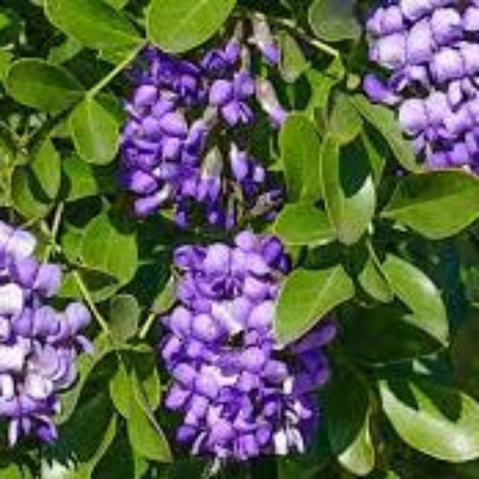 Texas Mountain Laurel