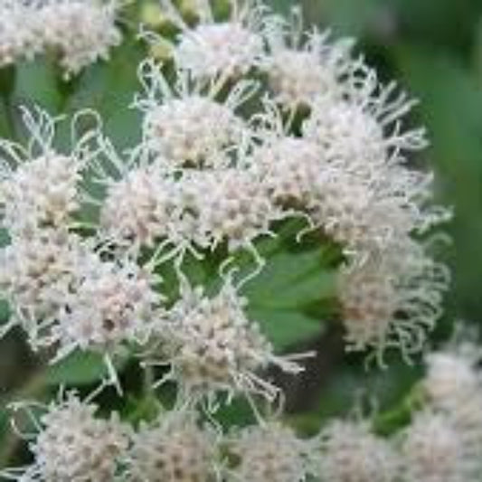 Fragrant Mistflower